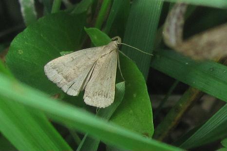 Micro da ID (2) -  Pechipogo plumigeralis